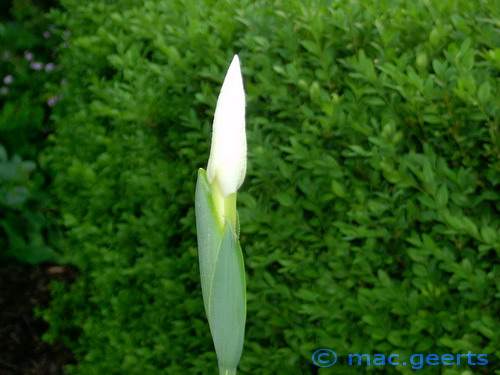 Iris ensata 'Diamant'